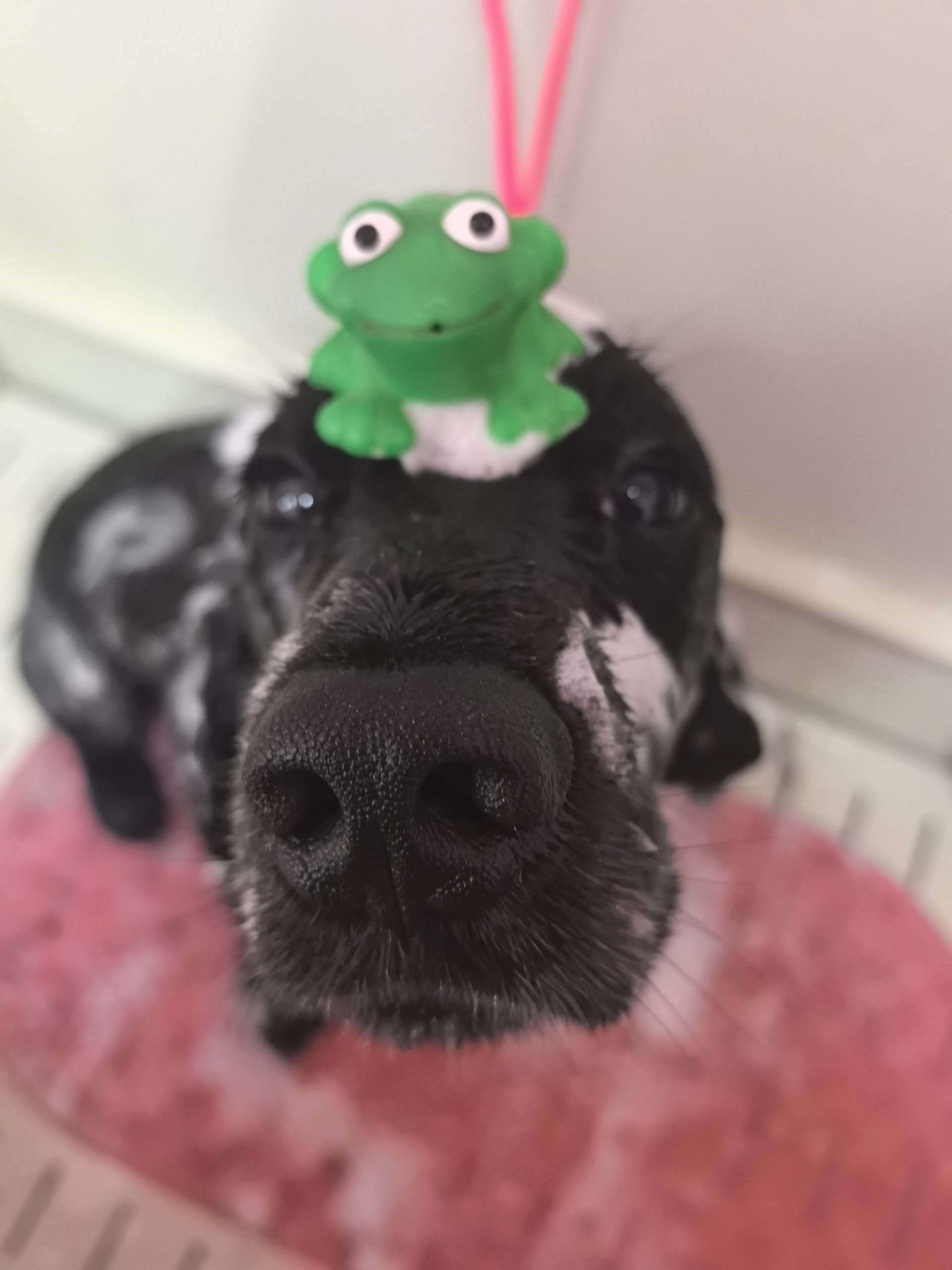 Груминг работа 2