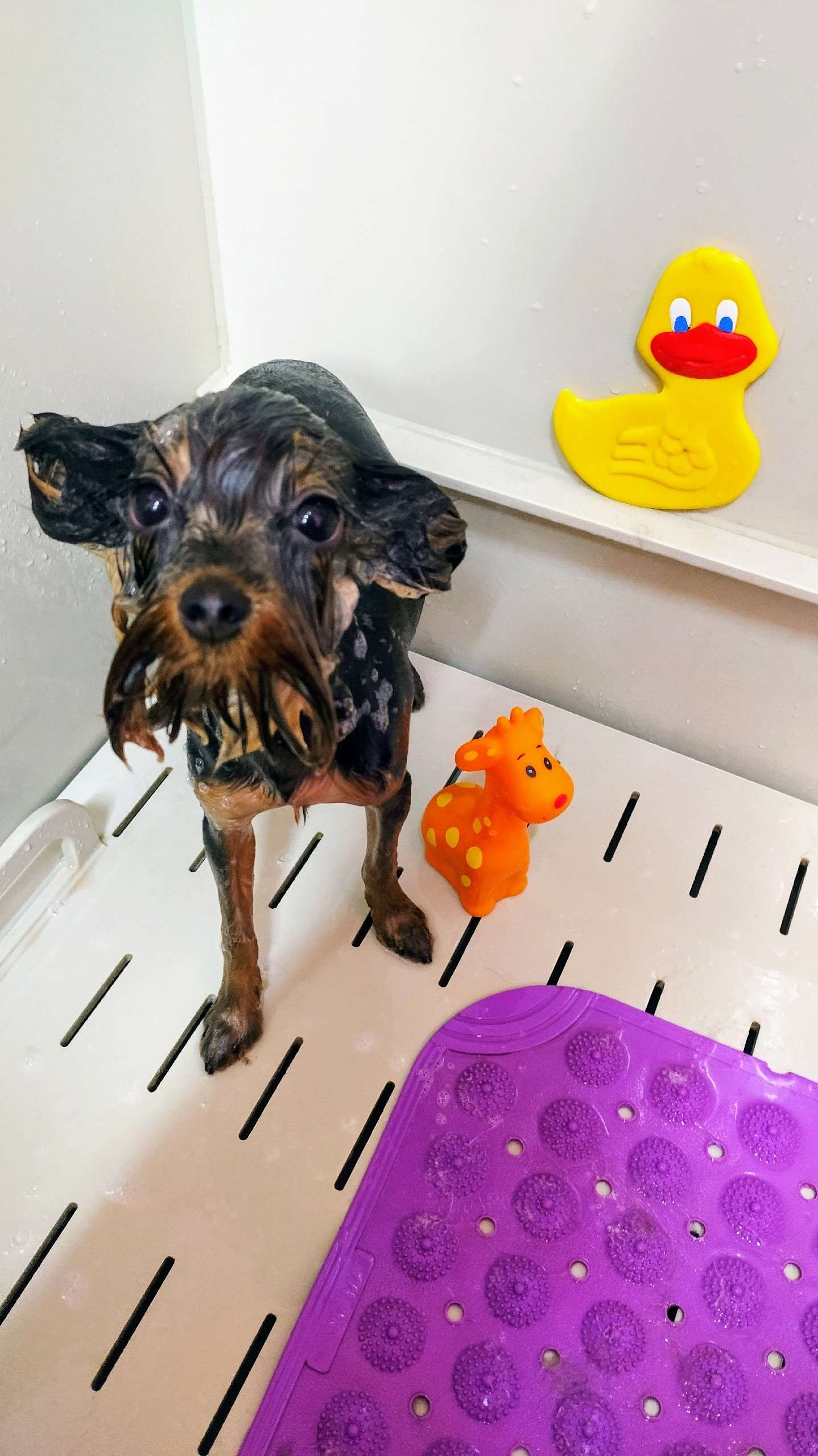 Груминг работа 4